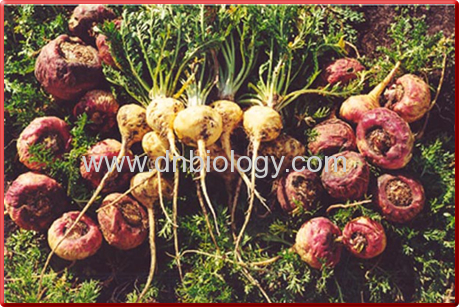 Maca plant extract Maca P.E Chinese Maca plant extract10:1,Flavones 5%,Beta-Ecdyson 0.5%