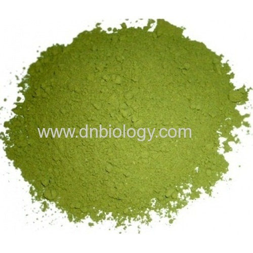 Moringa oleifera Leaf Extract 10:1 Flavones 5%Moringa Leaf Extract