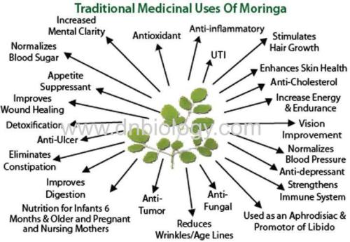 Moringa oleifera Leaf Extract 10:1, Flavones 5%Moringa Leaf Extract