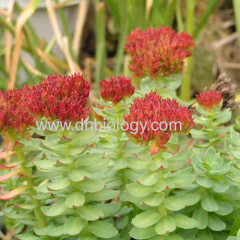 Rhodiola Rosea Extract Rhodiola botanical Extract Rhodiola RoseaP.E.