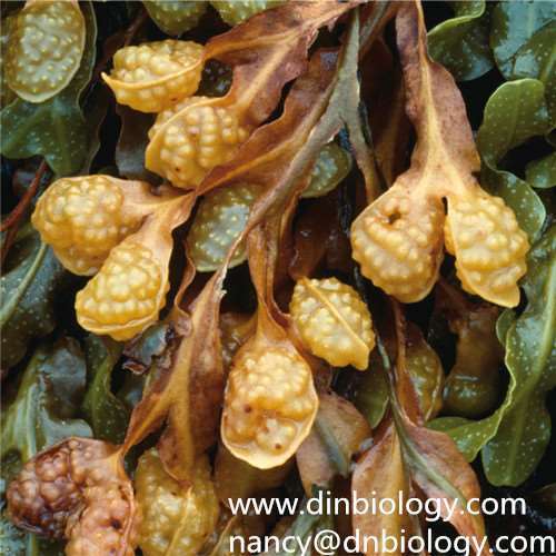 Fucus Vesiculosus Extract Fucus Vesiculosus plant Extract Fucus Vesiculosus botanical Extract Iodine 0.1% 0.3% 0.5%