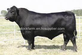 Quality Live Angus Cattle