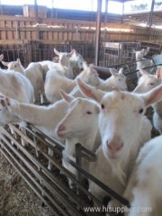 Quality Live Saanen Goats