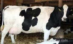 High Milking Holstein Heifers