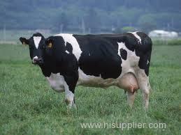 Live Dairy Holstein Cow