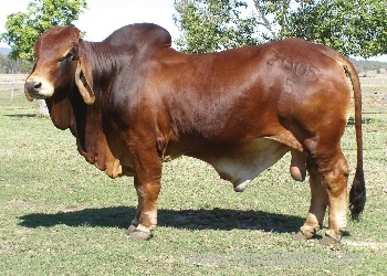 Live Brahman Cattle and Bulls