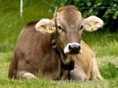 Brown Swiss Pregnant Cattle
