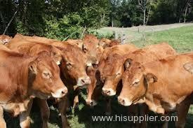 Quality Live Limousin Cows