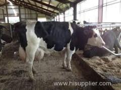 Quality Pregnant Holstein Heifers