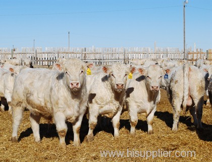 Quality Live Charolais Bulls