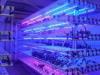 Greenhouse T5 LED fluorescent plant grow lights for lettuce , cabbage