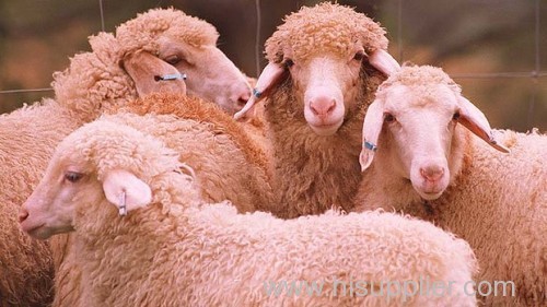 Quality Live Awassi Lambs