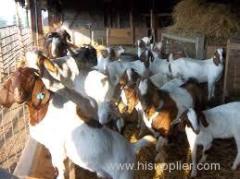 Quality Live Boer Goats