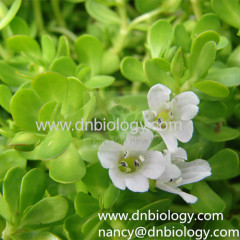 Bacopa monniera P.E. Bacopa monnieri extract