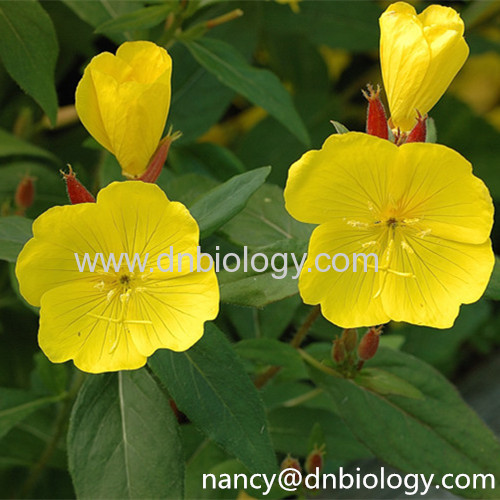 Oenothera P.E.Oenothera biennis L. plant extract Oenothera extract