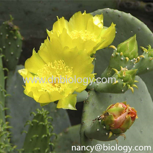 Prickly Pears P.E.Opuntia stricta plant extract Opuntia stricta botanical extract