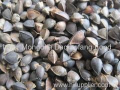 Superior Quality buckwheat 2013 crop