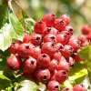 Hawthorn berry plant extract