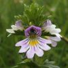 Eyebright plant extract Eyebright botanical extract