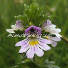 Eyebright plant extract Eyebright botanical extract