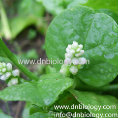 Basella alba P.E.Basella alba plant extract