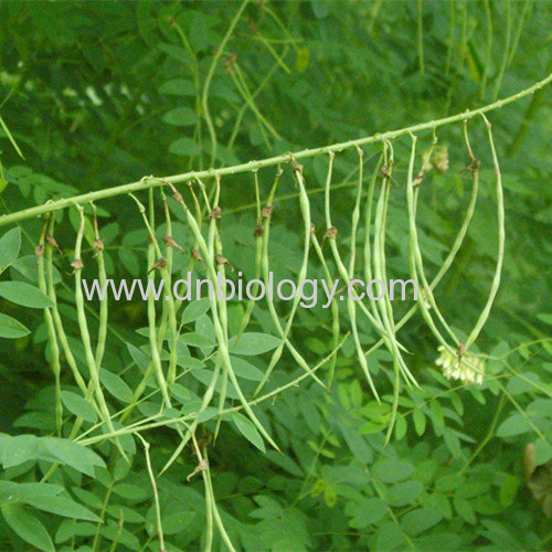 Sophora flavescens P.E. Sophora flavescens plant extract