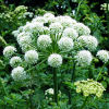 Angelica P.E. Angelica plant extract