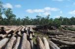 Mukonge All Timber Wood Explorers(MATWE)