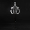 Shop display man clear torso mannequins