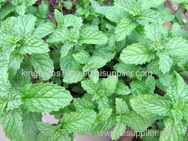 Melissa Officinalis Extract 10:1