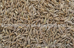 Cumin Seeds in stock for good price