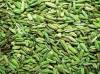 fennel with good quality,quality fennel seeds