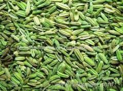 fennel with good quality,quality fennel seeds