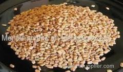 High Quality Fenugreek of high Quality