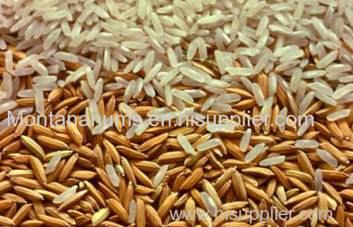 Good Paddy Rice available in stock now.