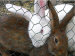 Wire fencing Chain Link Fence Holland Wire Mesh Double Wire Fence Hexagonal Wire Mesh