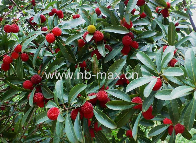 it is the time to eat waxberry