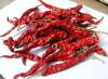 China Dried chilli pepper