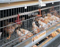 Poultry Farm Chicken Layer cages