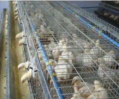 Galvanized Wire mesh chick feeding cage