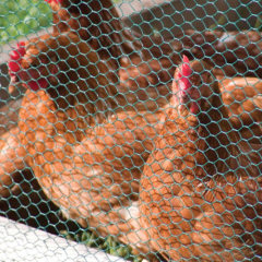 green plastic-coated chicken wire fence netting