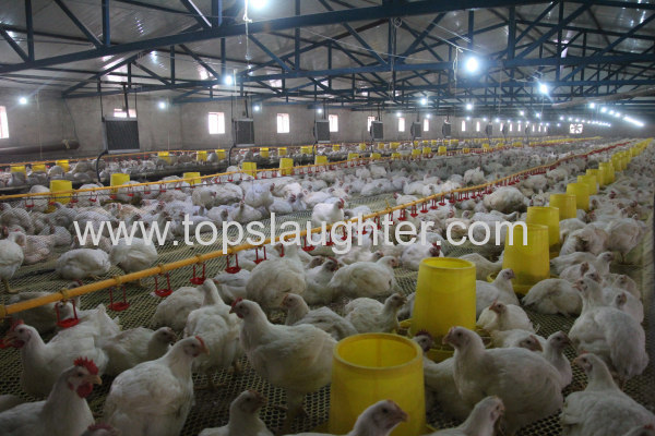 Tips for Broiler Breeding in Summer