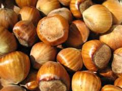Highly cultivated dried hazelnuts