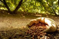 Air dried grown hazelnuts