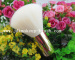 Trave Powder Makeup Brush