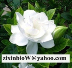 Here are Gardenia Yellow