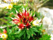 Rhodiola Rosea Extract- plant extract