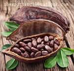 Theobroma Cacao Extact- plant extract