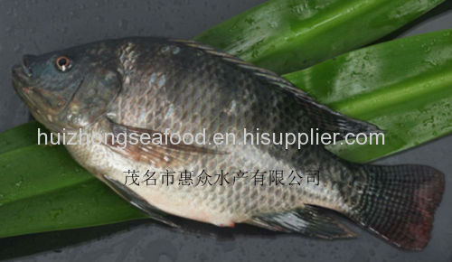 Frozen Tilapia Whole Round