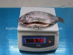 Frozen Tilapia Gutted and Scaled